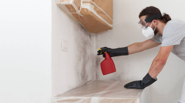 Professional Mold Removal technician working in Thornton, PA