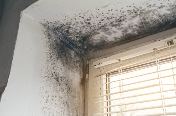 Affordable Mold Removal solutions in Thornton, PA