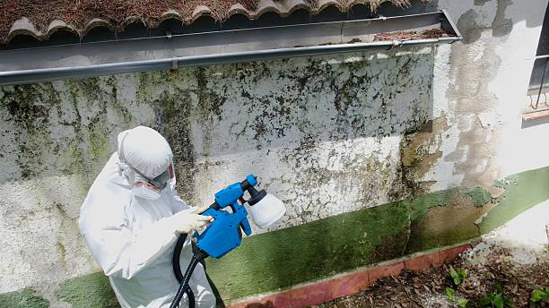 Top rated local Mold Removal specialists in Thornton, PA